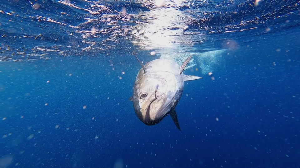 《潜水员戴夫》金枪鱼/章鱼/螳螂虾终极攻略：一网打尽!_图片1